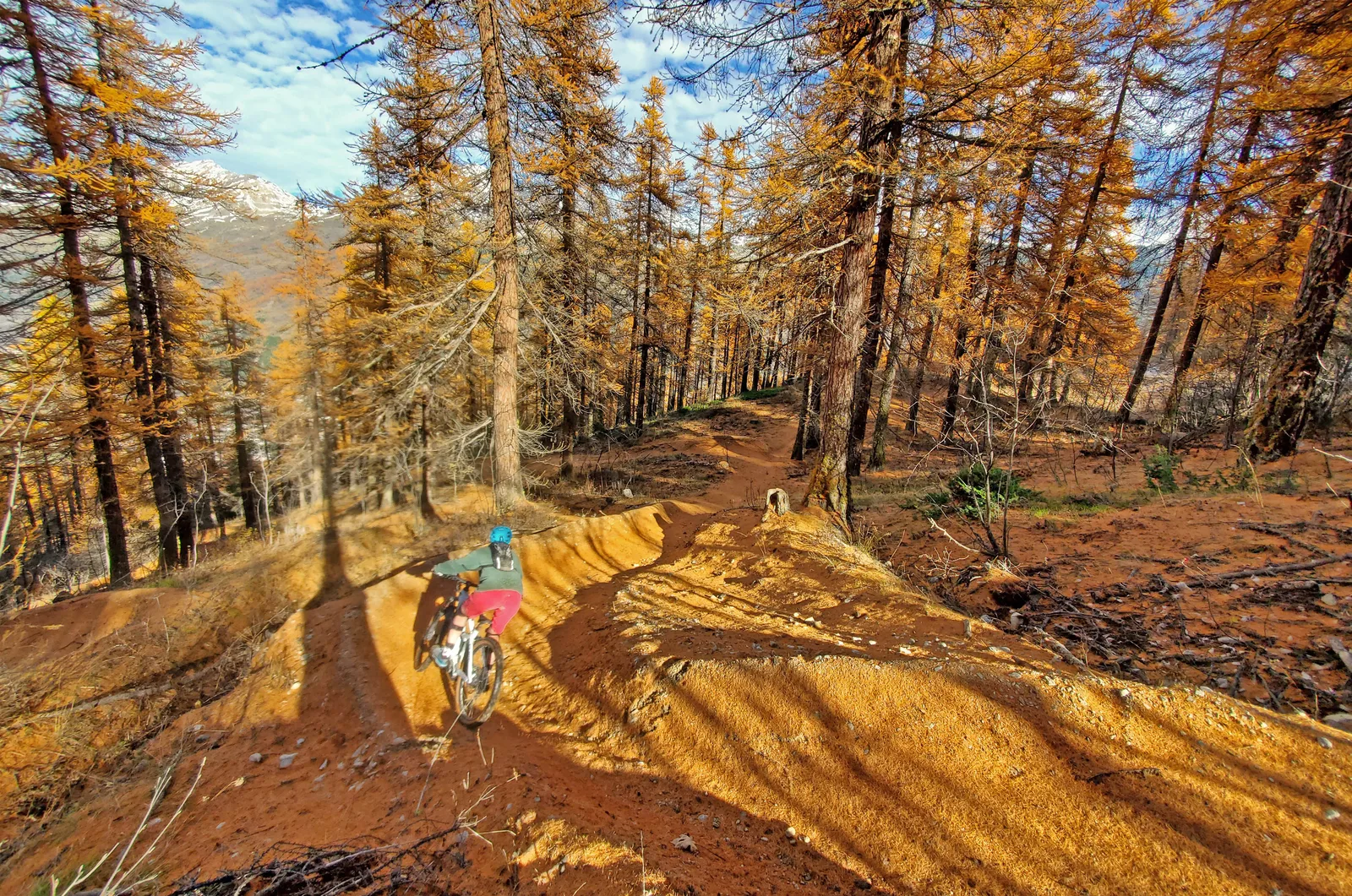 Mountain biker descending a winding trail through golden larch forest in autumn